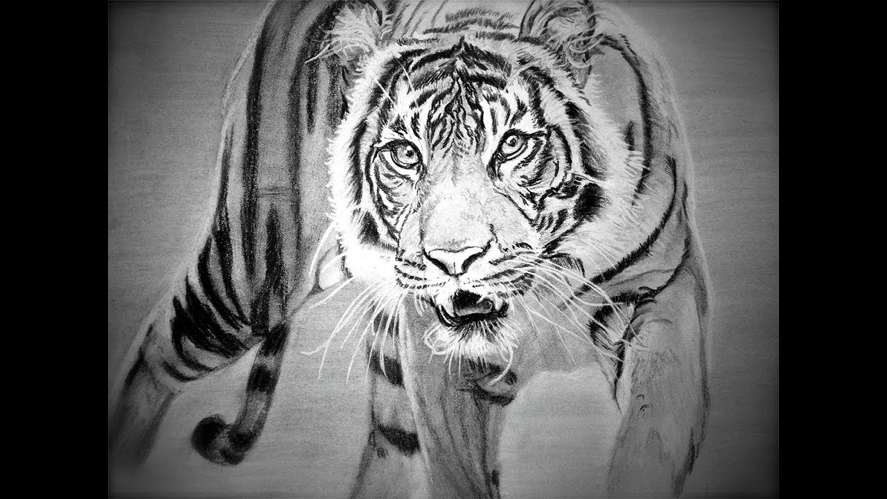 1280x720 How To Draw Siberian Tiger Full Body Drawing Step - Siberian Tiger Drawing