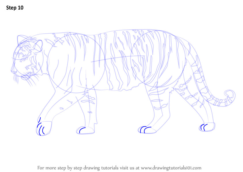 844x598 Learn How To Draw A Siberian Tiger - Siberian Tiger Drawing