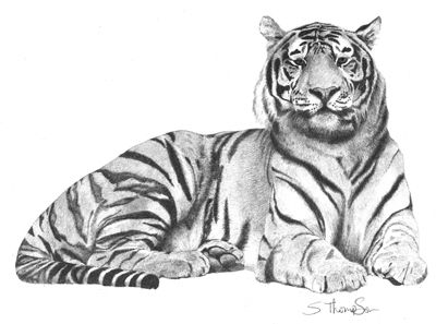 400x297 pencil drawings of tigers tiger pencil drawing graphite pencil - Siberian Tiger Drawing