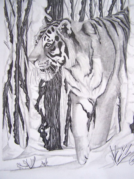 450x600 Siberian - Siberian Tiger Drawing