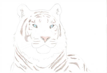 366x250 Siberian Tiger - Siberian Tiger Drawing