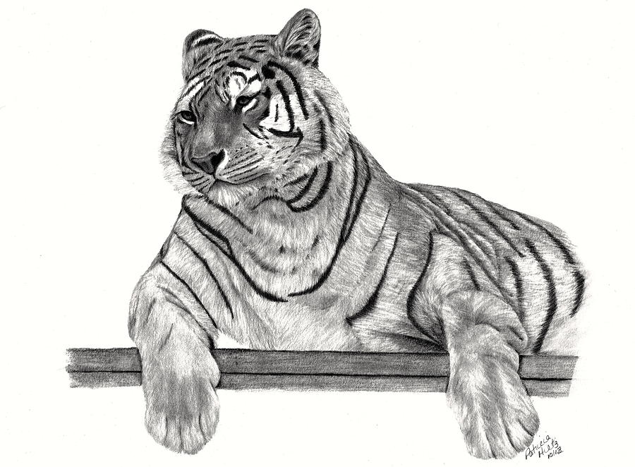 900x662 Siberian Tiger Drawing - Siberian Tiger Drawing