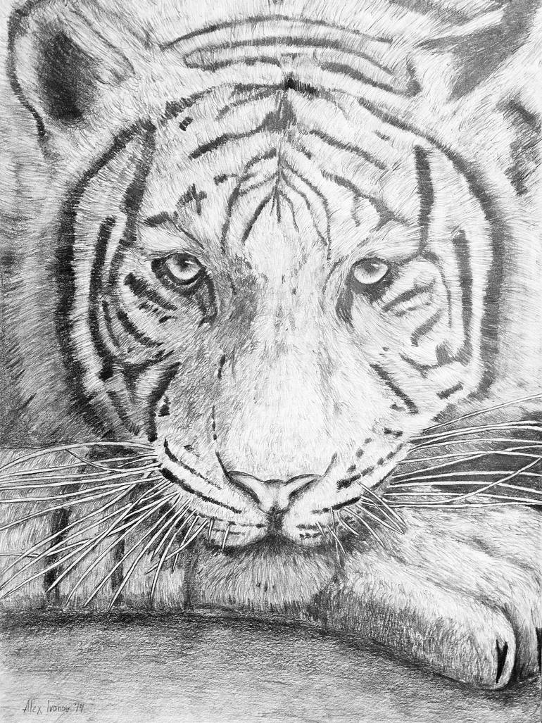 Siberian Tiger Drawing at Explore collection of