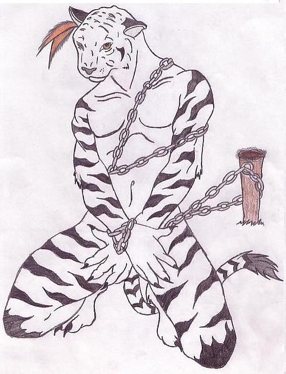 558x731 white anthro siberian tiger drawing - Siberian Tiger Drawing