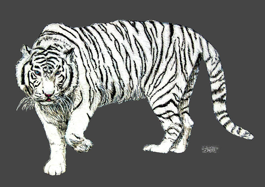 Siberian Tiger Drawing At Paintingvalley Com Explore Collection Of