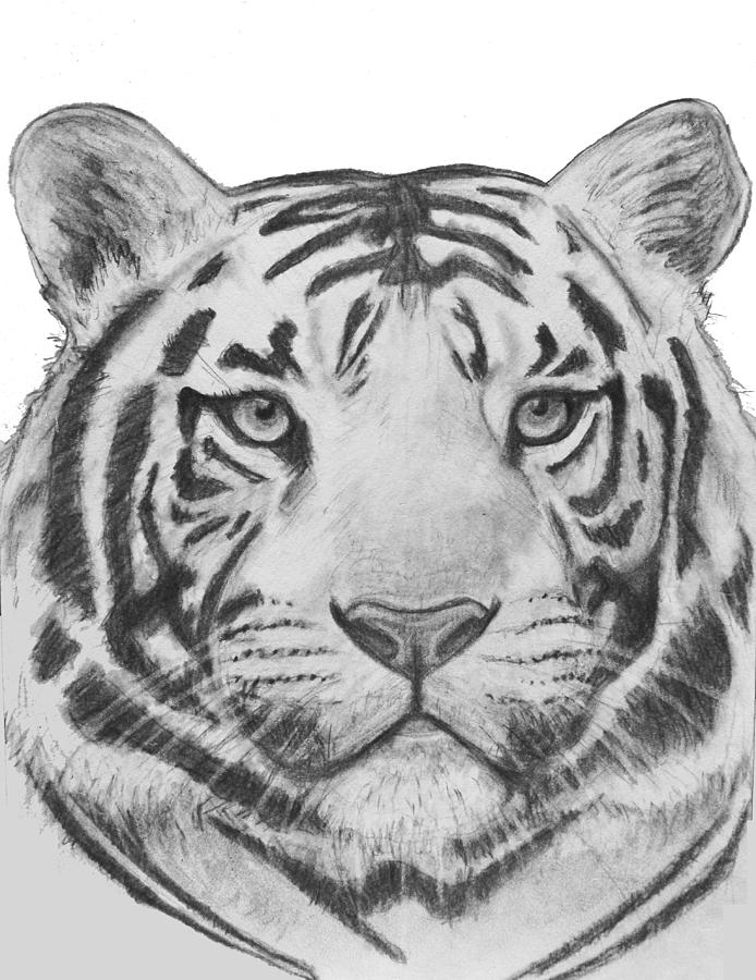 694x900 White Siberian Tiger Drawing - Siberian Tiger Drawing