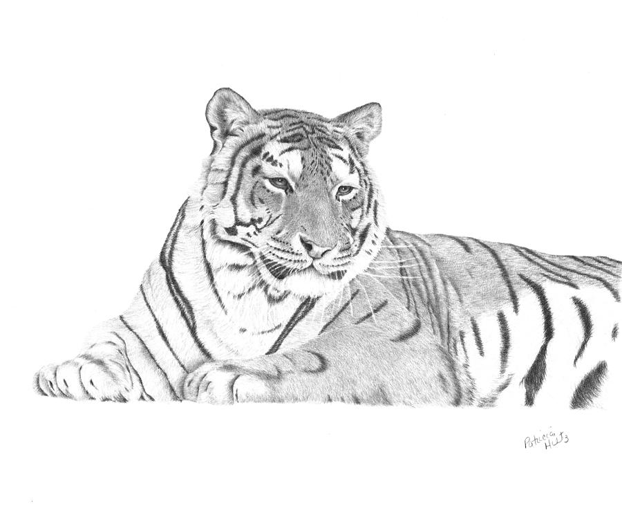 Siberian Tiger Drawing At Paintingvalley Com Explore Collection Of