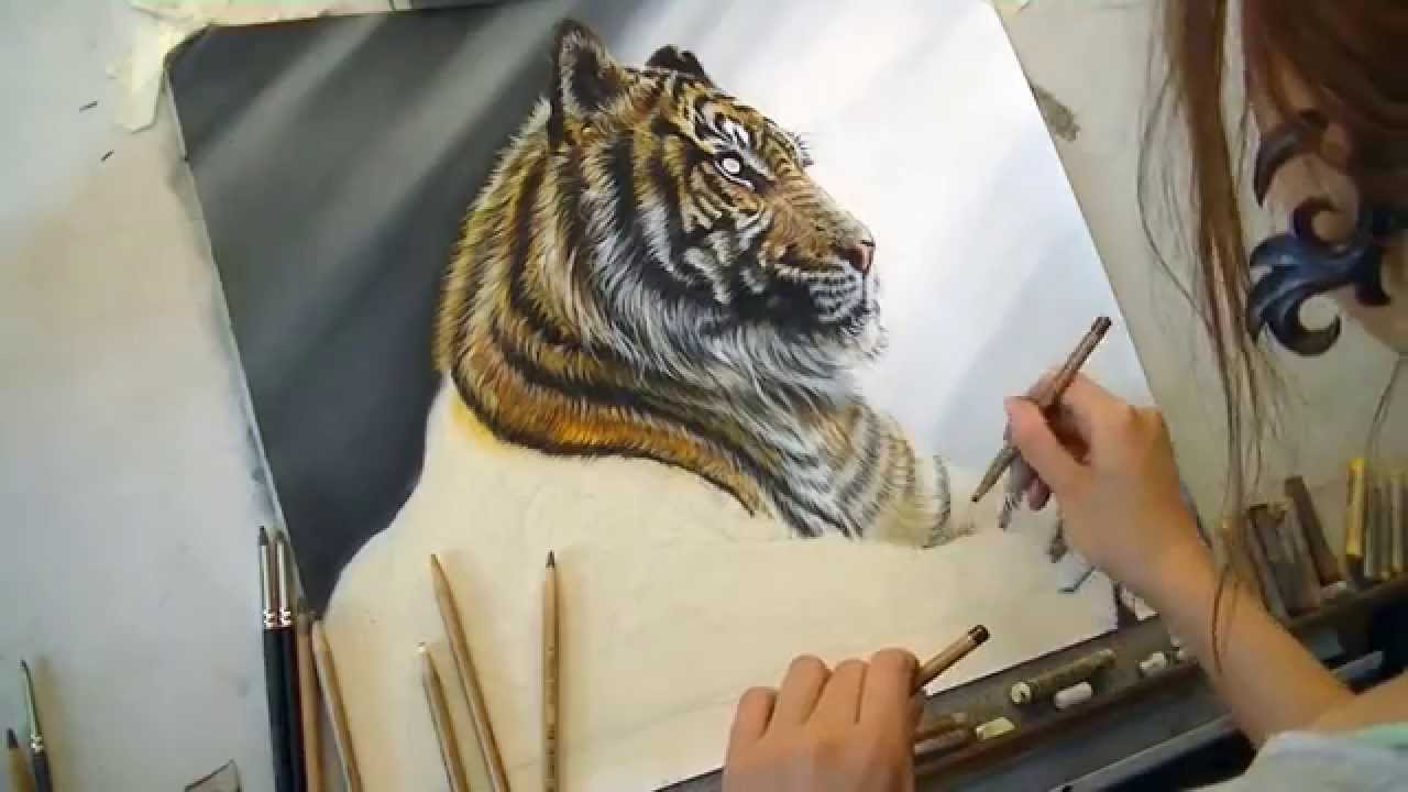 1280x720 Draw My Pets Siberian Tiger - Siberian Tiger Drawing