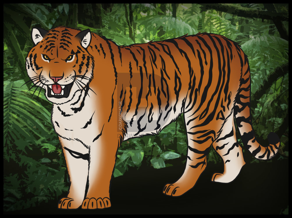 1004x749 How To Draw A Tiger, Step - Siberian Tiger Drawing