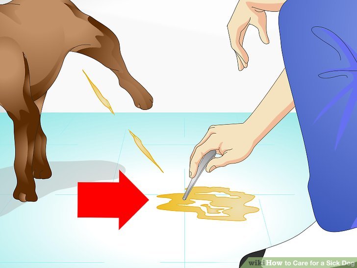 728x546 How To Care For A Sick Dog - Sick Dog Drawing