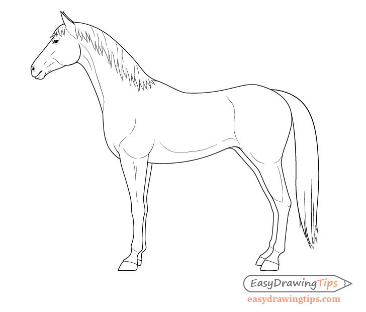 728x620 How To Draw A Horse From The Side View Tutorial - Side Drawing