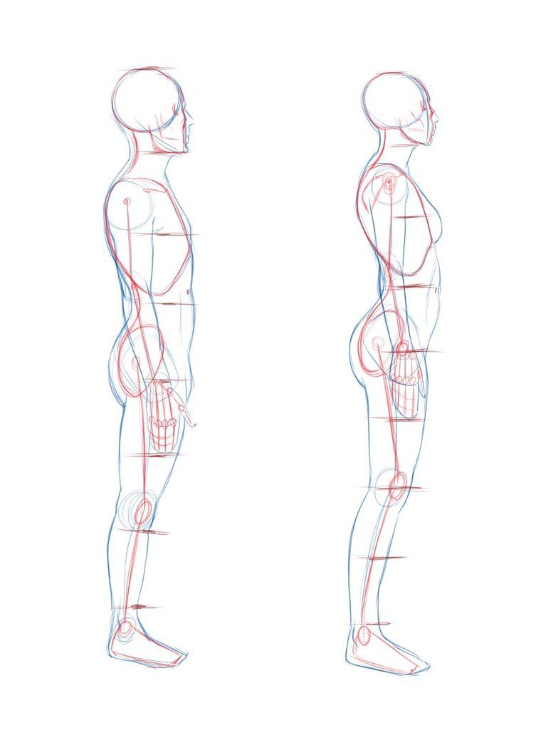 774x1032 Image For Human Body Side View Cartoony Stuff In Drawings - Side Drawing