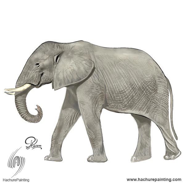 600x600 elephant, drawing from the side view tutorial - Side View Drawing