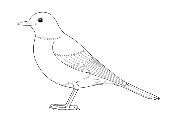 560x400 How To Draw A Bird Step - Side View Drawing