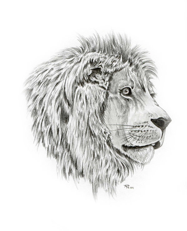 600x741 lion roar side view drawing - Side View Drawing