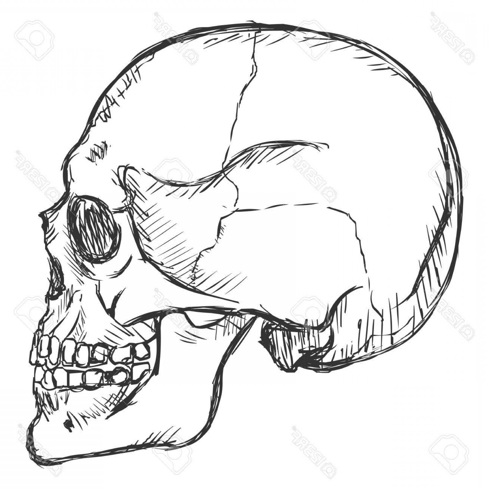 1560x1560 photostock vector vector sketch side view skull on white - Side View Drawing