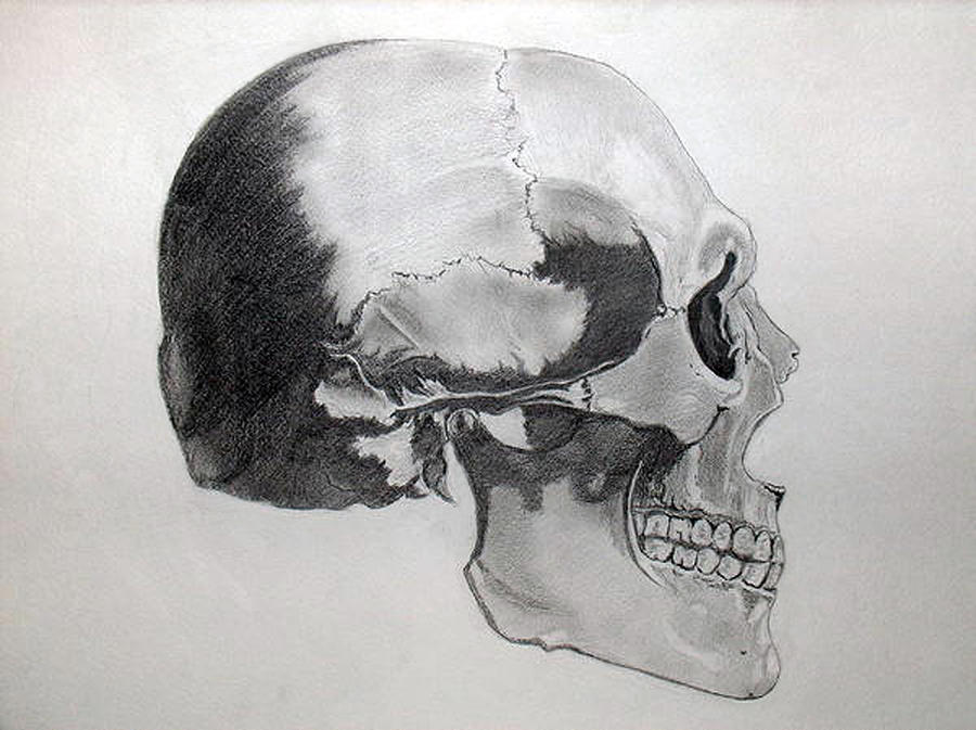 900x673 skull side view drawing - Side View Drawing