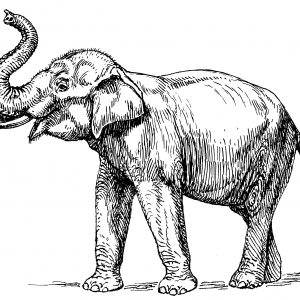 300x300 elephant head drawing best elephant side view drawing - Side View Of Elephant Drawing