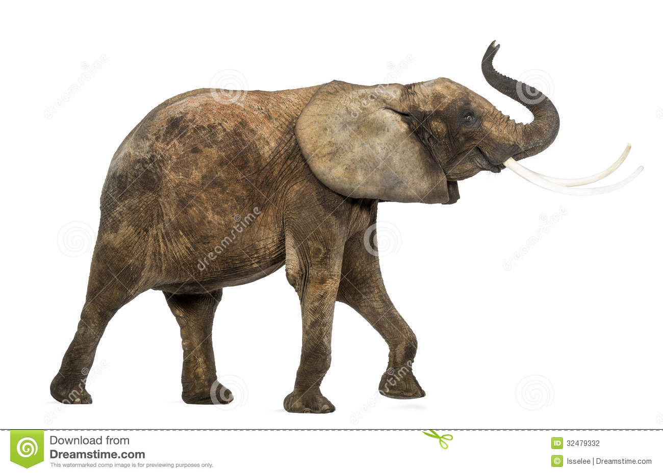 1300x933 elephant side view drawing elephant side view drawing - Side View Of Elephant Drawing