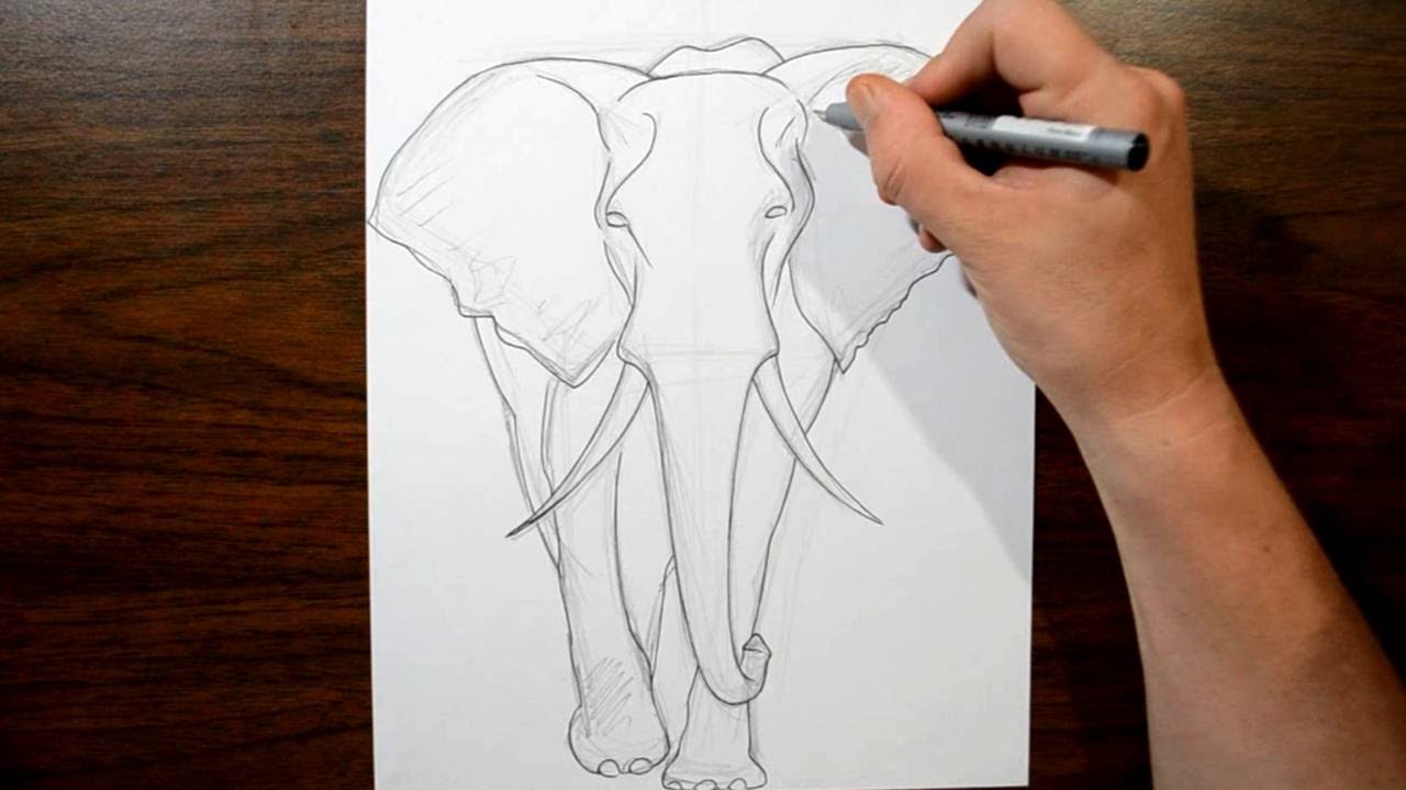 1280x720 How To Draw An Elephant - Side View Of Elephant Drawing