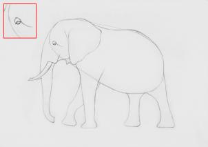 302x213 How To Sketch An Elephant, Step - Side View Of Elephant Drawing