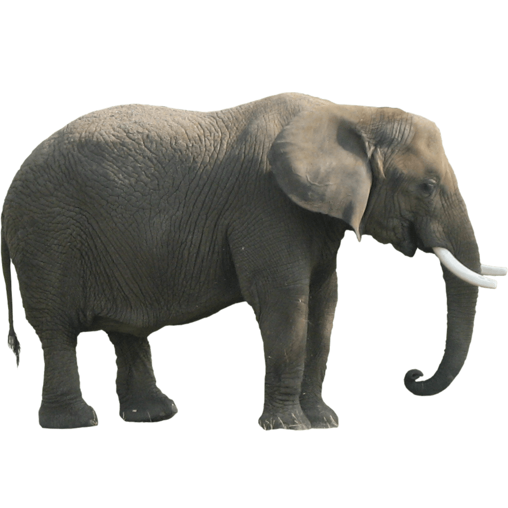 Side View Of Elephant Drawing at Explore
