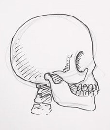 227x268 how to draw a skull from the side real easy shoo rayner - Sideways Skull Drawing
