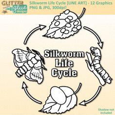 Silkworm Drawing at PaintingValley.com | Explore collection of Silkworm ...
