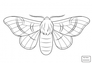 300x206 see most important questions of science class biology - Silkworm Drawing