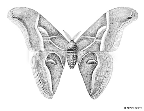 500x384 century engraving of a silk worm moth - Silkworm Drawing