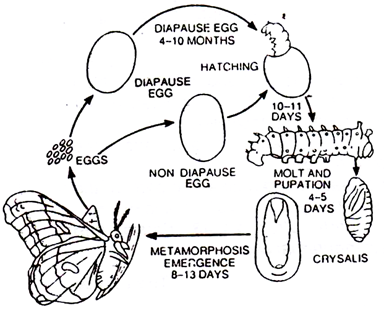 384x311 structure of silk moth - Silkworm Drawing
