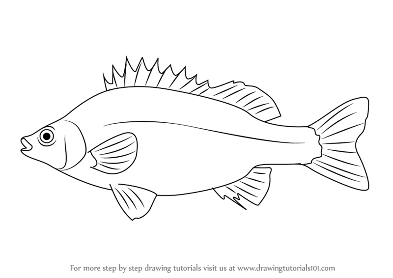 800x566 learn how to draw a silver perch - Silver Drawings