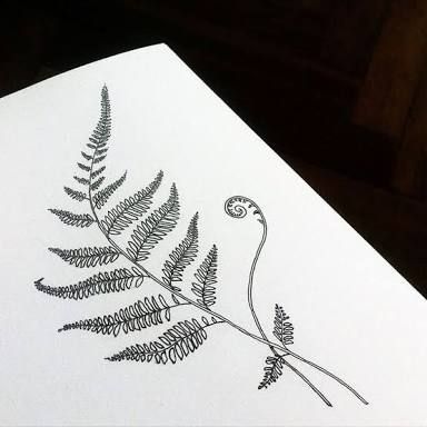 384x384 image result for black and white botanical silver fern tattoo - Silver Fern Drawing