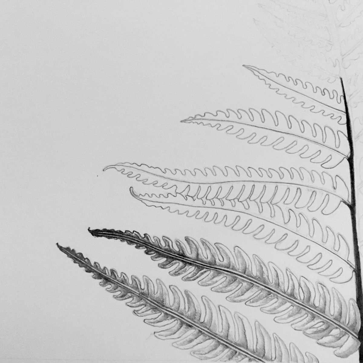 Silver Fern Drawing at PaintingValley.com | Explore collection of ...