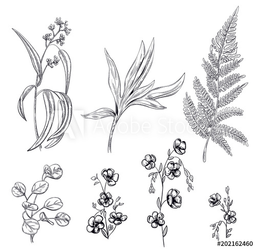500x487 set of black monochrome flowers and greenery chamomiles - Silver Fern Drawing