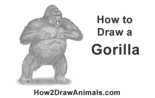 500x315 How To Draw A Gorilla - Silverback Gorilla Drawing