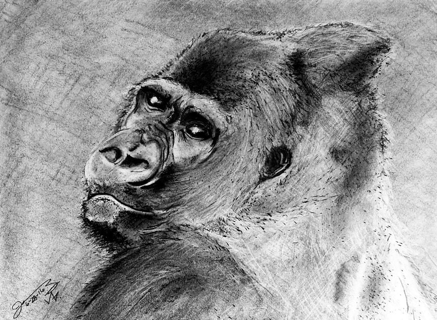 900x659 My Friend The Silverback Gorilla Drawing - Silverback Gorilla Drawing