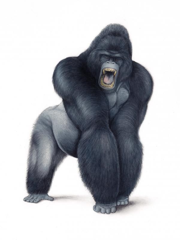 601x800 New Gorilla Drawing - Silverback Gorilla Drawing