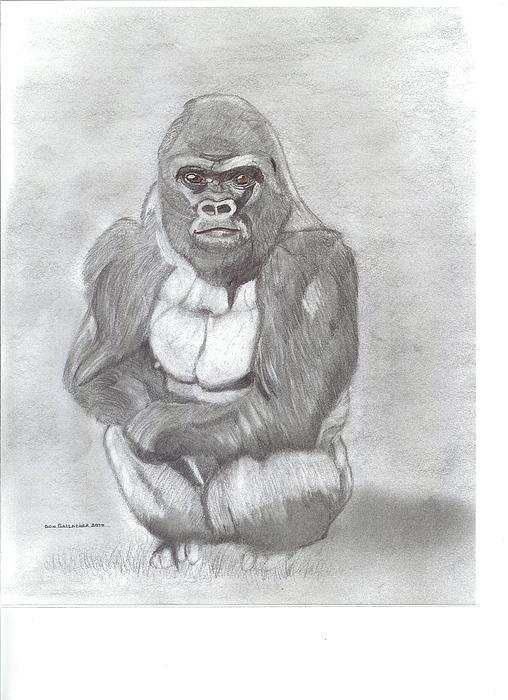 508x700 Silverback Gorilla Drawing - Silverback Gorilla Drawing