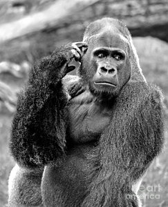 243x300 Silverback Gorilla Drawings Fine Art America - Silverback Gorilla Drawing