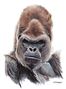 225x300 Silverback Gorilla Drawings Pixels - Silverback Gorilla Drawing