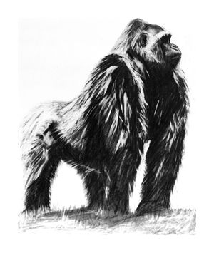 300x355 Black And White Make Silverback Gorrilas Gorilla Tattoo - Silverback Gorilla Drawing