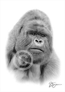 212x300 Gorilla Art Pencil Drawing Print Sizes Signed Artwork - Silverback Gorilla Drawing
