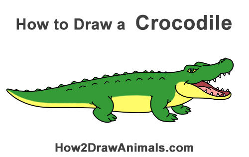 500x315 how to draw a crocodile alligator - Simple Alligator Drawing