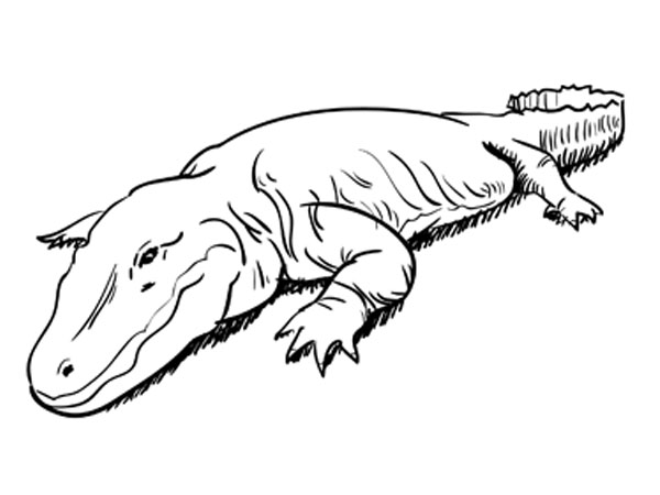 600x450 how to draw an alligator - Simple Alligator Drawing