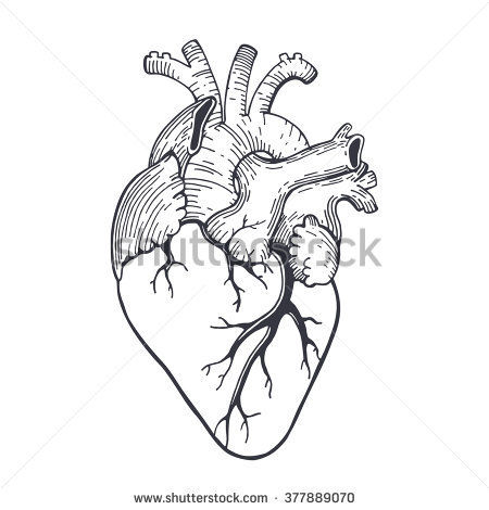 450x470 Collection Of 'heart Anatomy Drawing' Download More Than - Simple Anatomical Heart Drawing