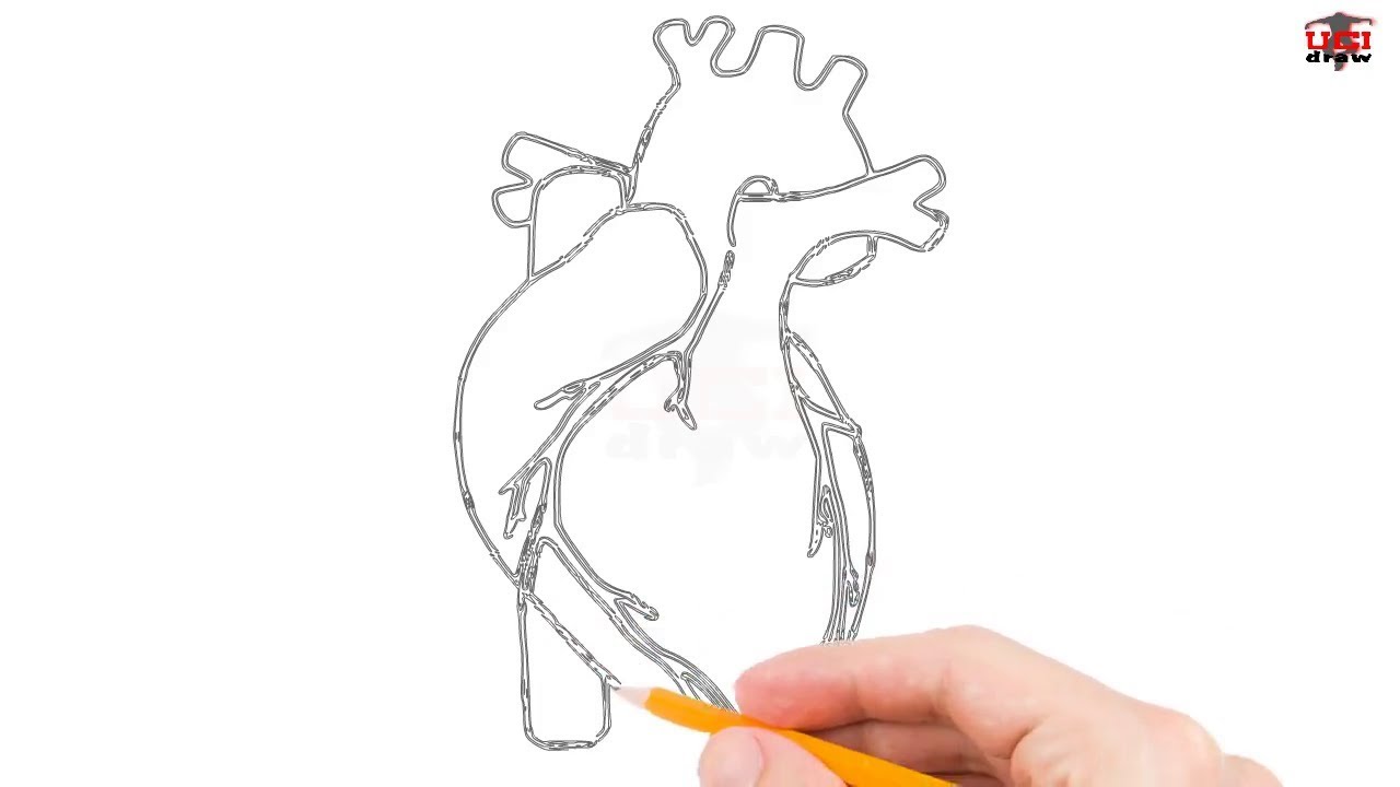 anatomical heart drawing simple