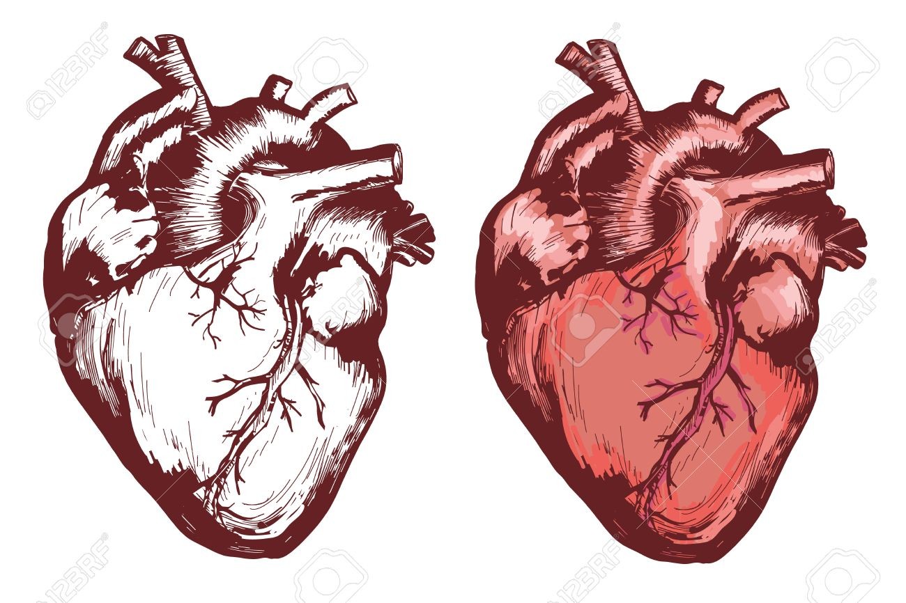 1300x866 human heart anatomical hand drawn vector illustration - Simple Anatomical Heart Drawing