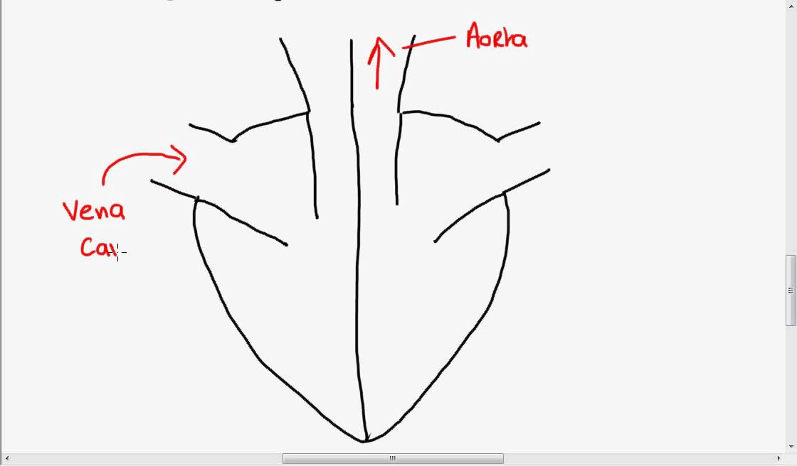 1120x656 Structure Of The Heart - Simple Anatomical Heart Drawing