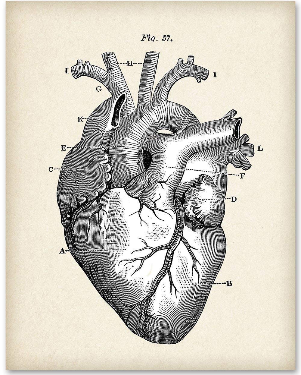 Anatomical paintings search result at